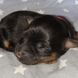 rotes Halsband, Hannes