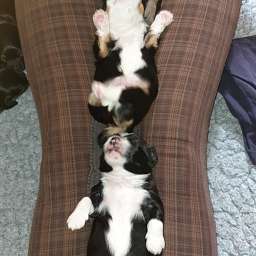 Hugo, Hannes, Helmut