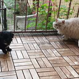 Herbert, Cäthe, Nino