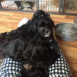 Herbert, H-Wurf, Nino