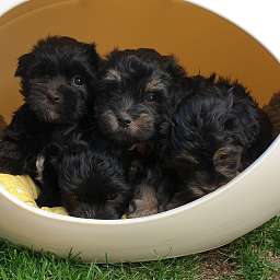 Jella, Hades, Nino, Holli