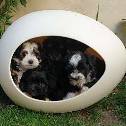 Hugo, Helmut, Holli, Karl