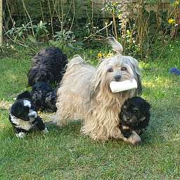 Elise, Hades, Helmut