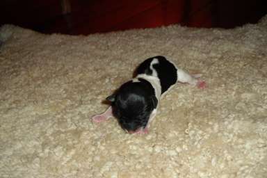 Welpe, Agnetha Aurelia Smilla von Wilmas Wunder